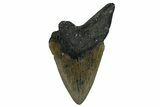 Partial, Fossil Megalodon Tooth - Serrated Blade #338584-1